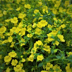 mecardonia — копия